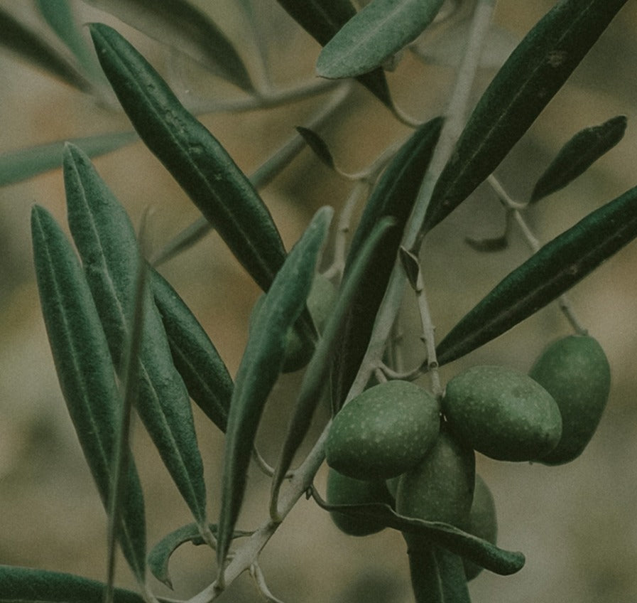 Why we added olive oil to our baby formula