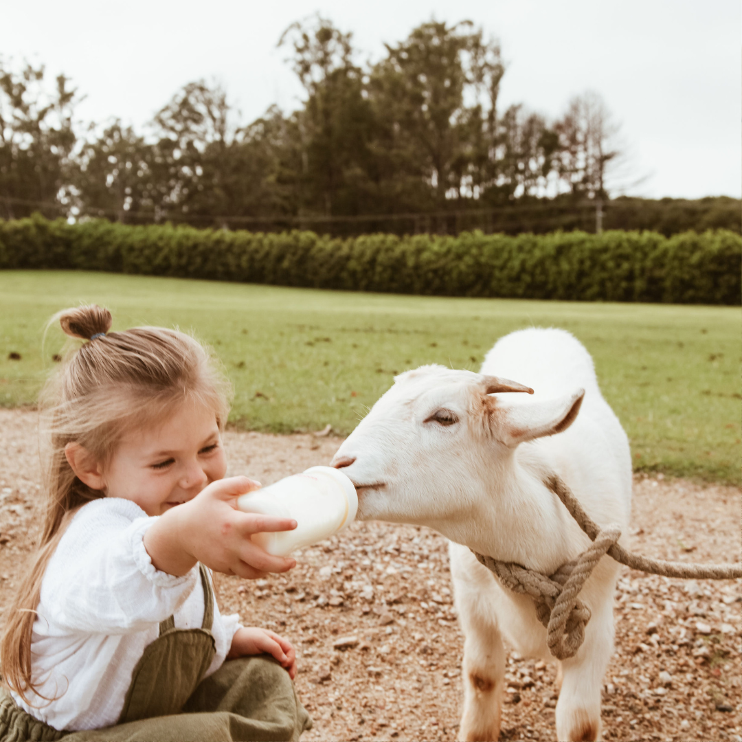 Baby gut health: colic, eczema & why goat milk formula may help
